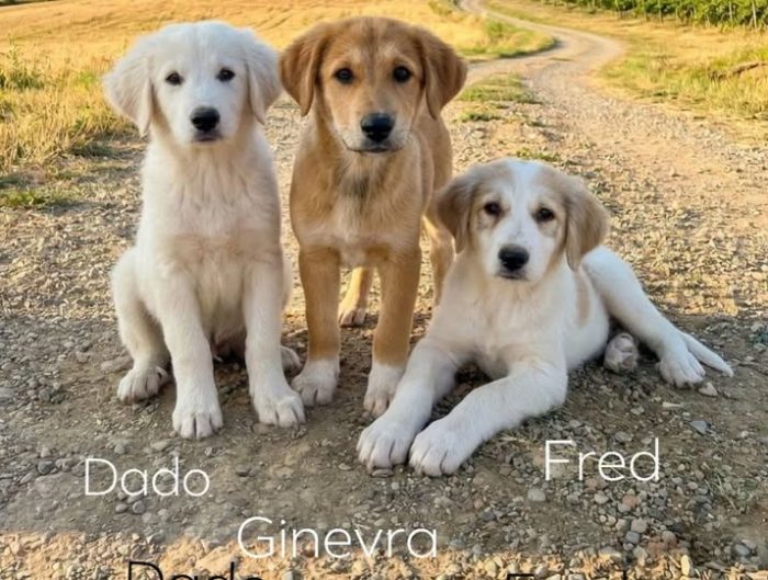 Dado Fred e Ginevra