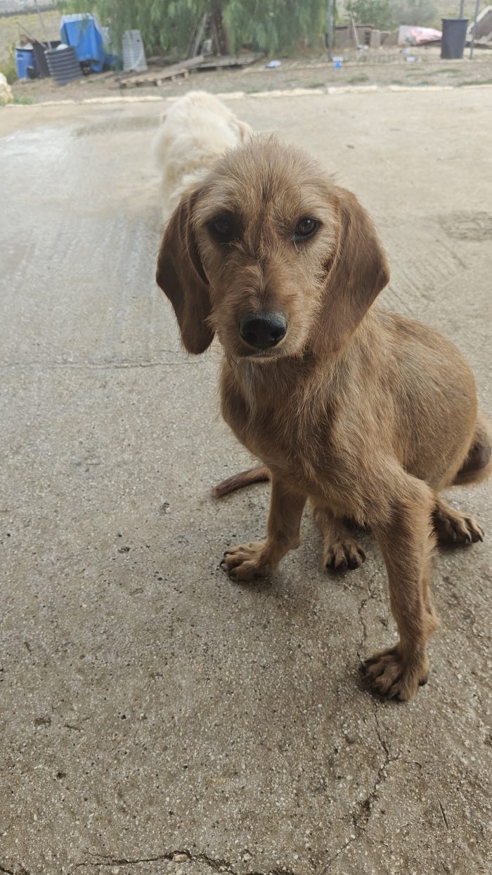 Cagnolina dolcissima