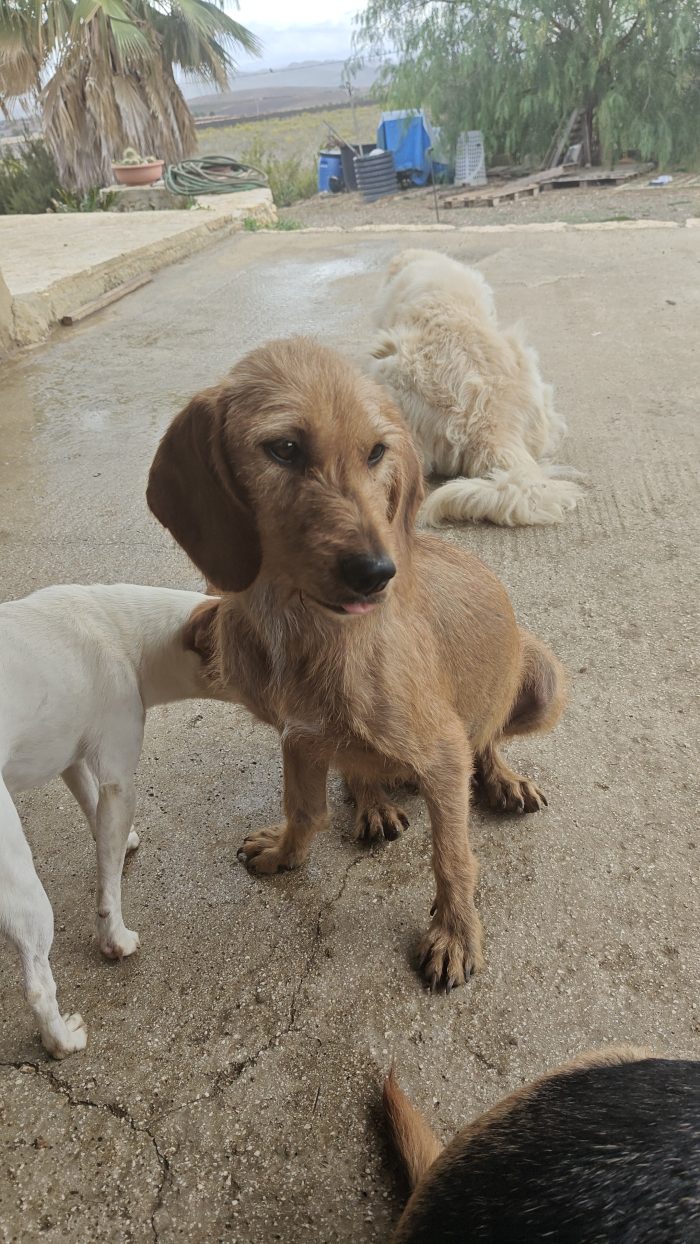 Cagnolina dolcissima