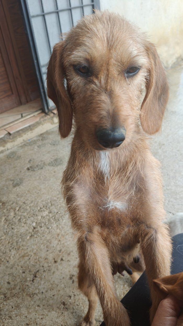 Cagnolina dolcissima