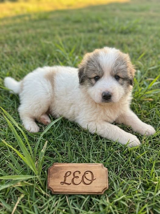 Leo ..