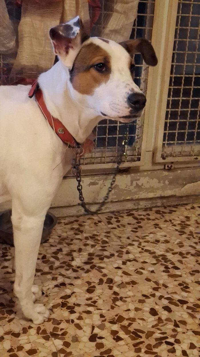 Sasha 1anno tg media vive legata in casa MILANO