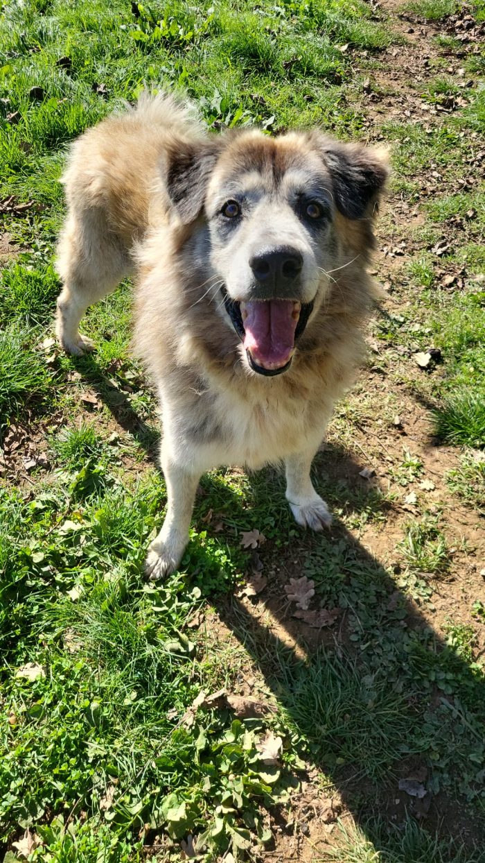 Pascal il cane che sorride alla vita