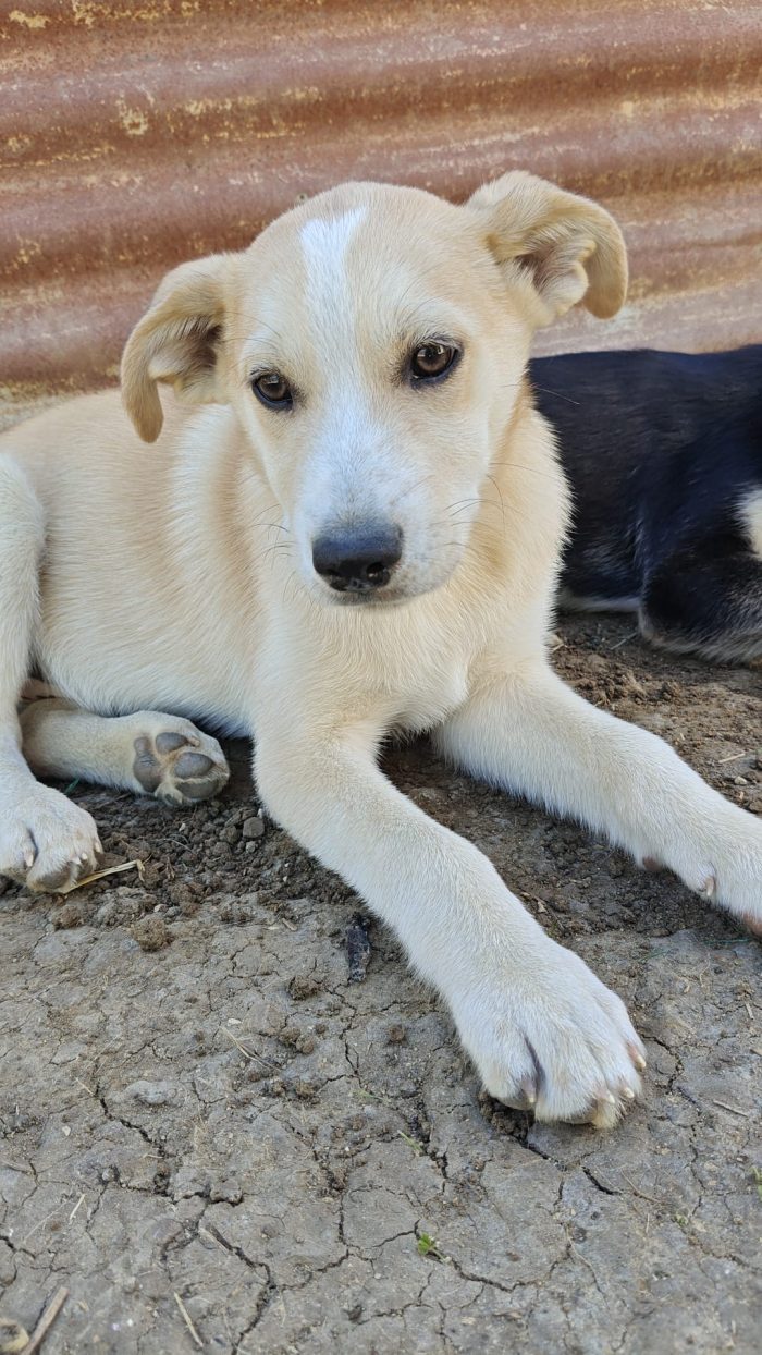 Cucciolo di 3 mesi