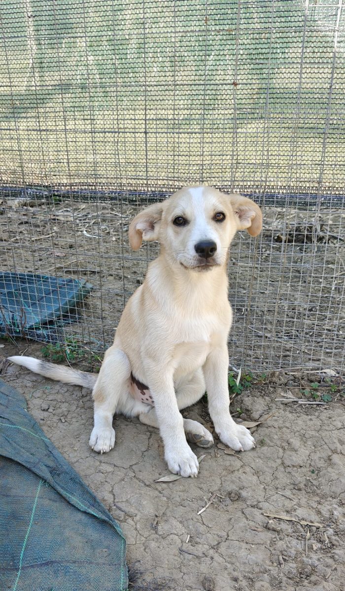 Cucciolo di 3 mesi
