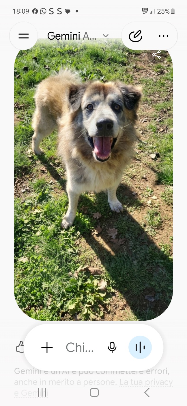 Pascal il cane che sorride alla vita