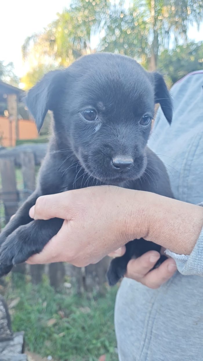Mia splendida dolce cucciola mix Labrador cerca casa