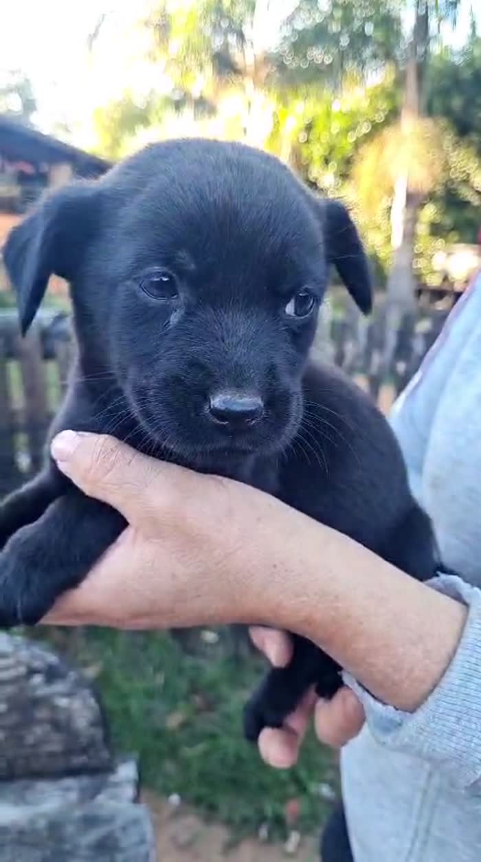 Mia splendida dolce cucciola mix Labrador cerca casa