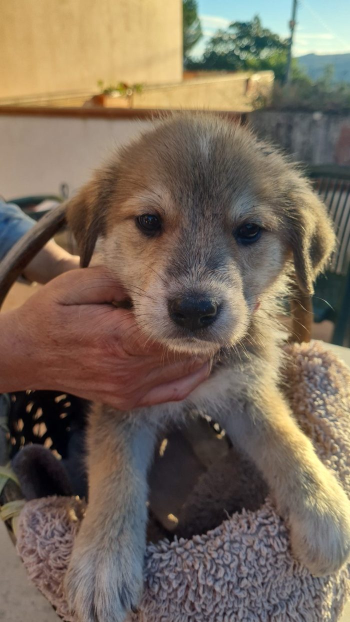 Daisy splendida dolce cucciola cerca casa
