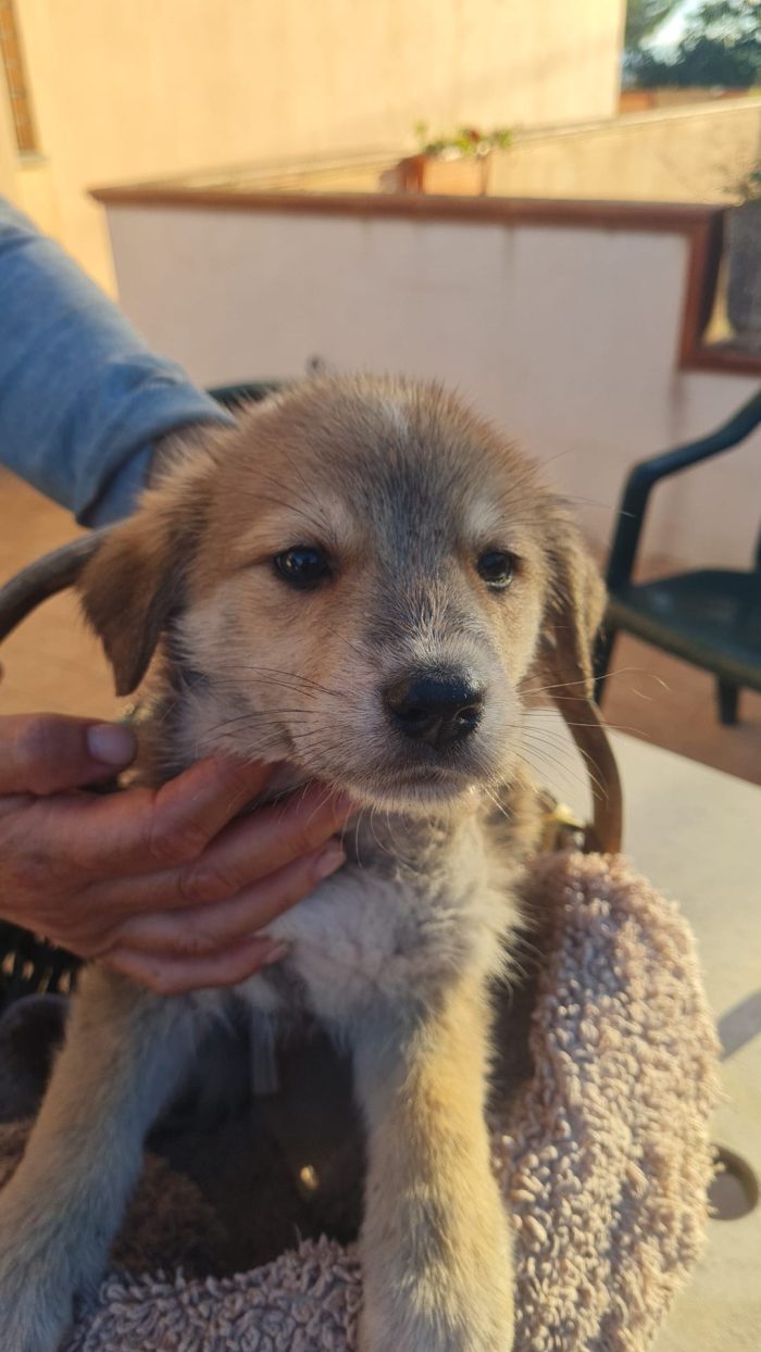 Daisy splendida dolce cucciola cerca casa