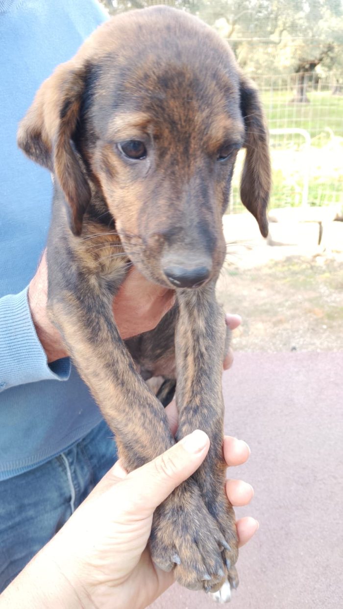 Tony meraviglioso dolce cucciolo cerca casa