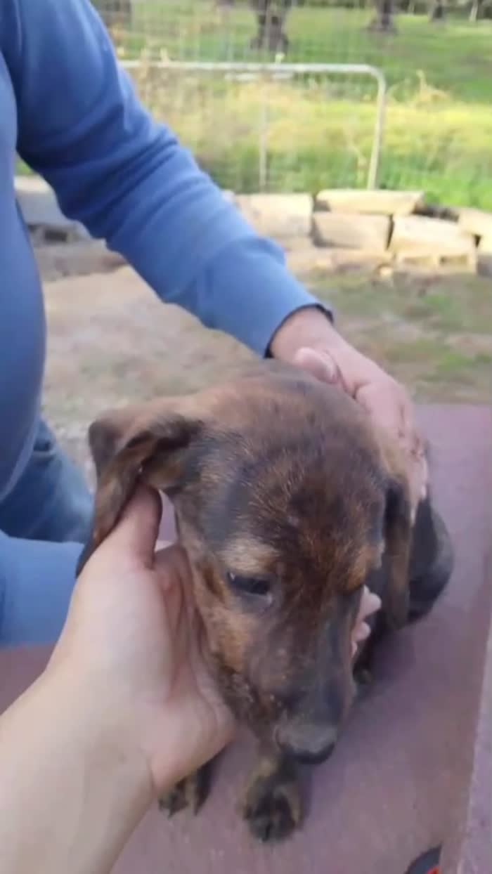 Tony meraviglioso dolce cucciolo cerca casa