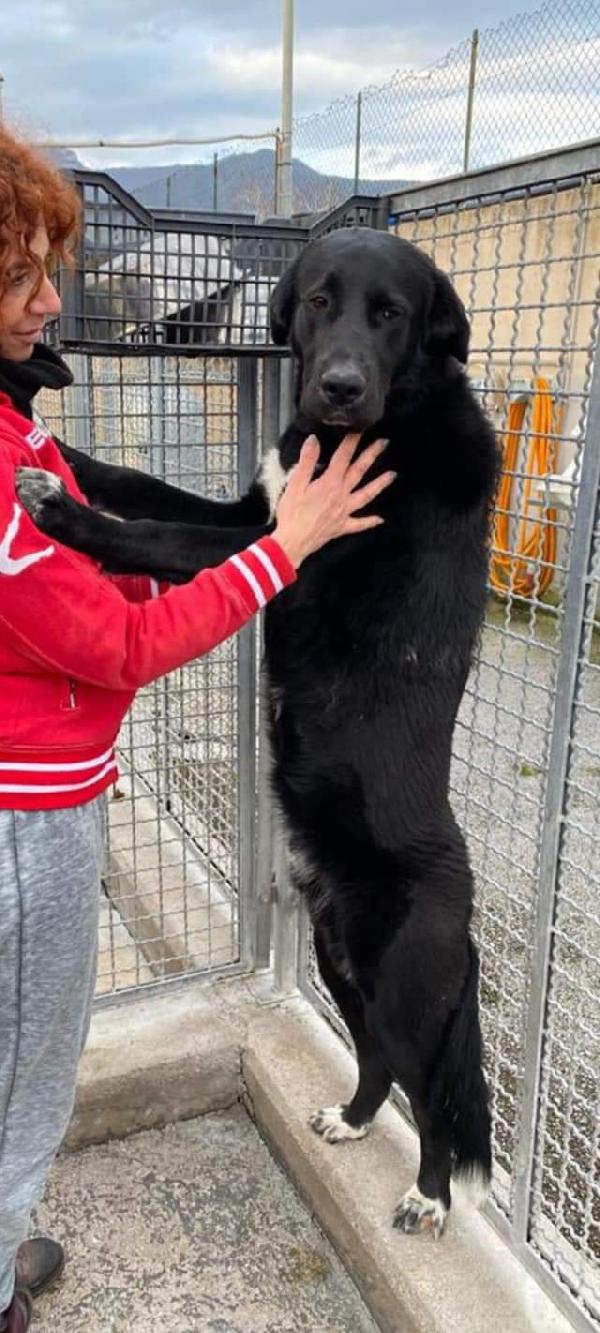 Pablo, Taglia Grande! (30Kg)