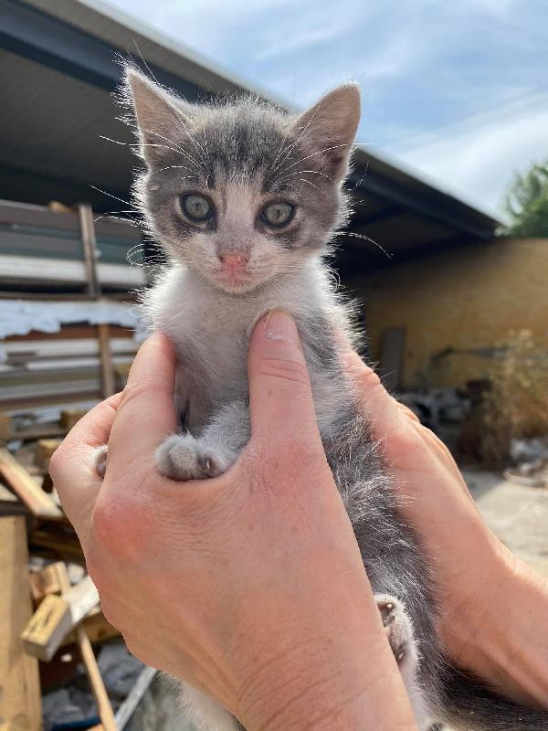 La Piccola Lady Silver Cerca Casa