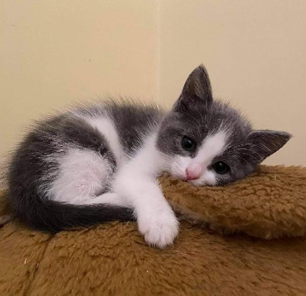 La Piccola Bimba Cerca Una Famiglia