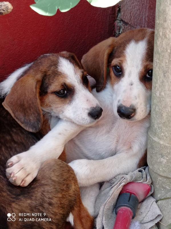 Cuccioli Símil Beagle Taglia Media 