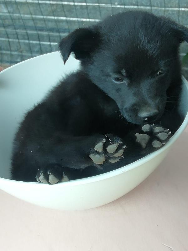 Cucciola 2 Mesi Taglia Media 