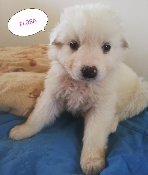  Flora: 40 Giorni Taglia Grande 