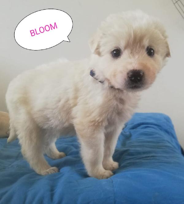 Bloom: Cucciola Mix Maremmanina 