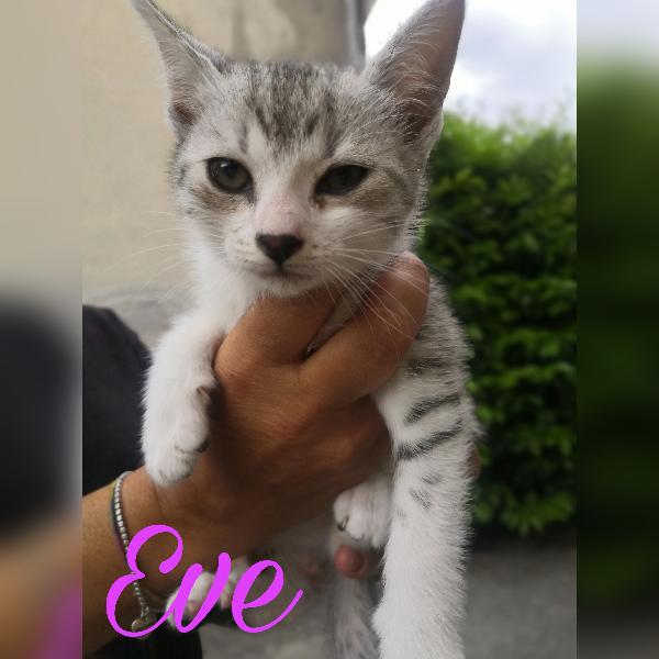 Gattine Cercano Casa 