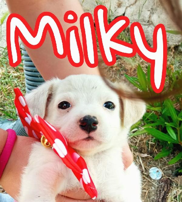 Aggiornamento: In Preaffido Milky