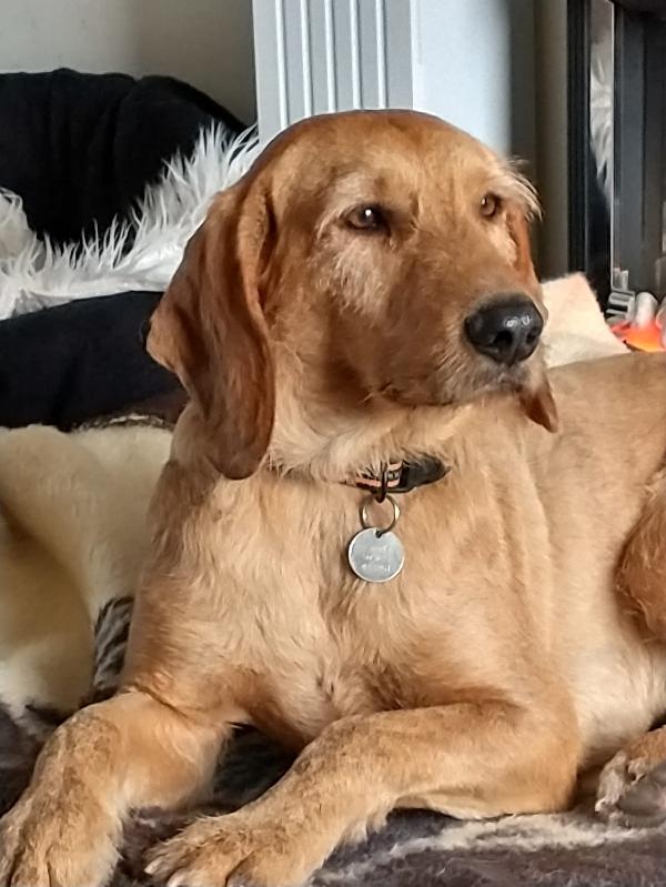  Dorian: Dolce Segugio 2 Anni Cerca Adozione O Stallo 