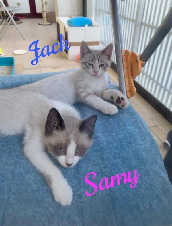 Cuccioli Simil Siamesi