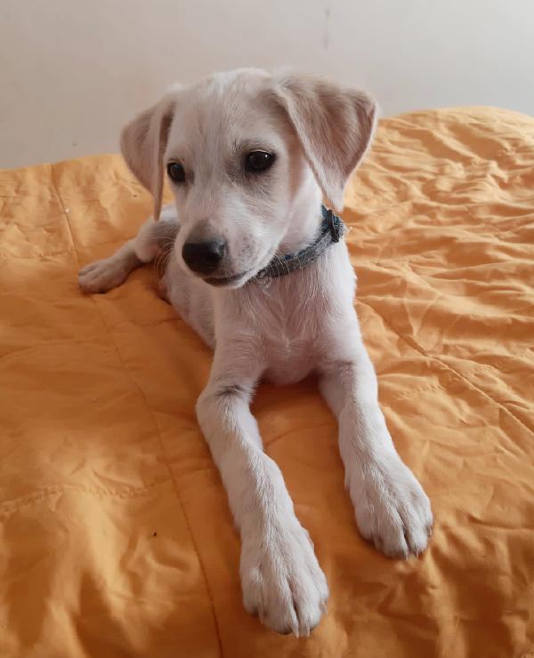 Basilico 2 Mesi Taglia Media Piccola