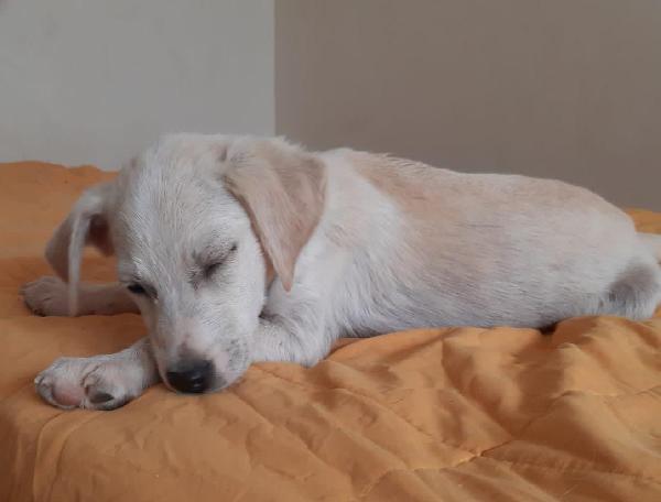 Basilico: 2 Mesi Taglia Media 