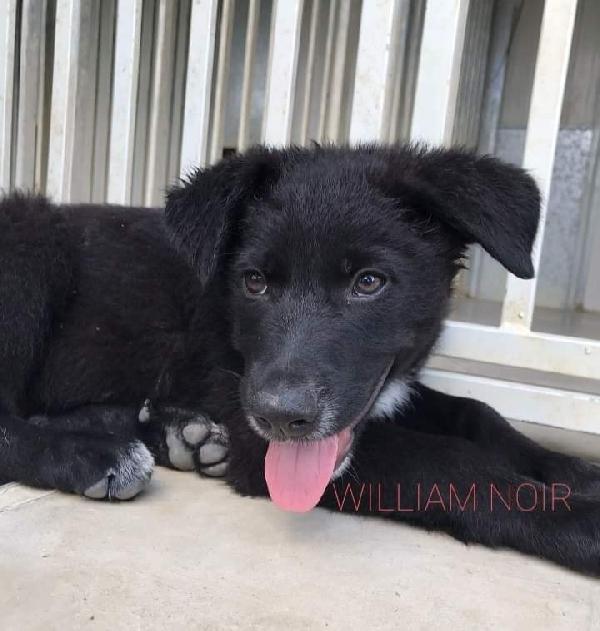 Adotta Meghan Noir E William Noir