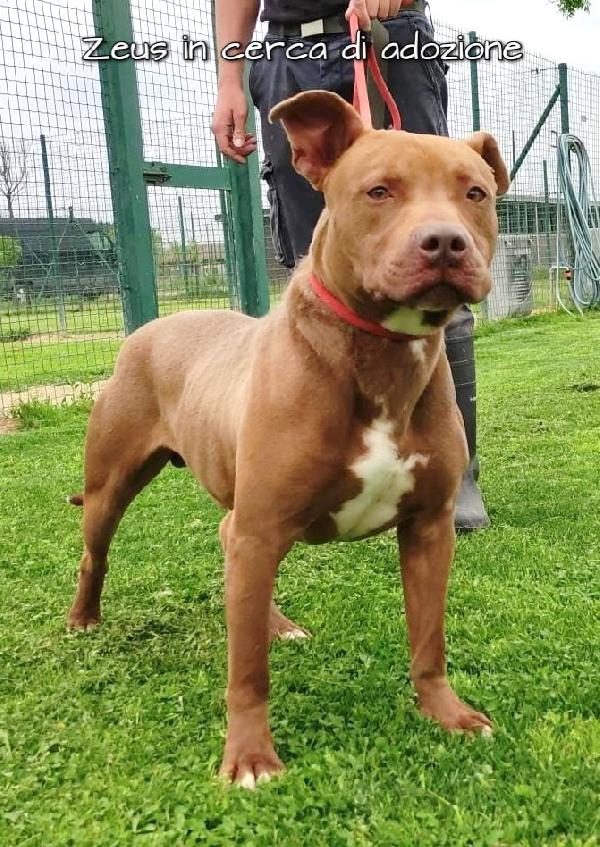 Zeus Nuovo Pitbull In Adozione