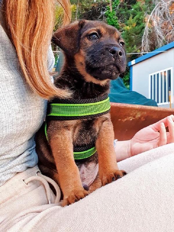 Cucciolo Twixi Cerca Casa 