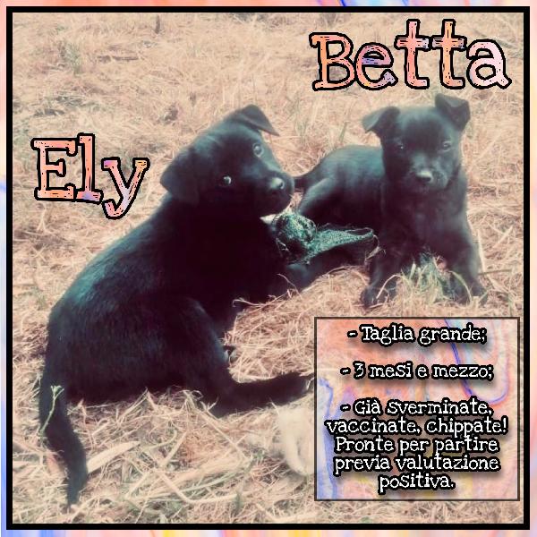 Ely E Betta: Vaccinate E Chippate Pronte A Partire! 