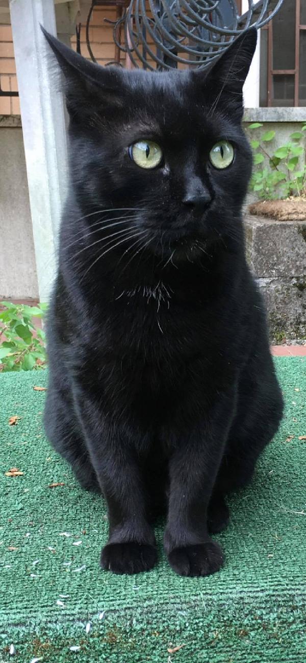 Nerone È Rimasto Solo, Cerca Una Nuova Famiglia