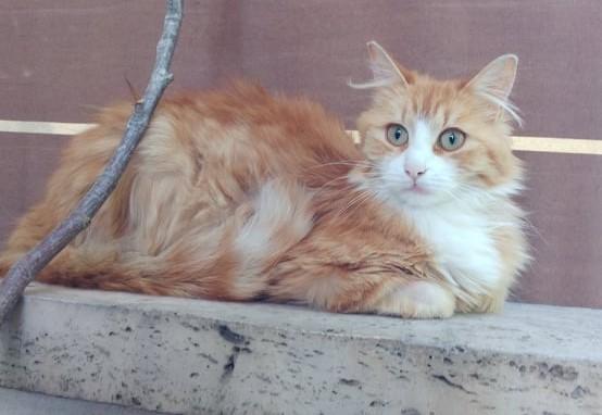 La Piccola Susina Cerca Una Nuova Famiglia