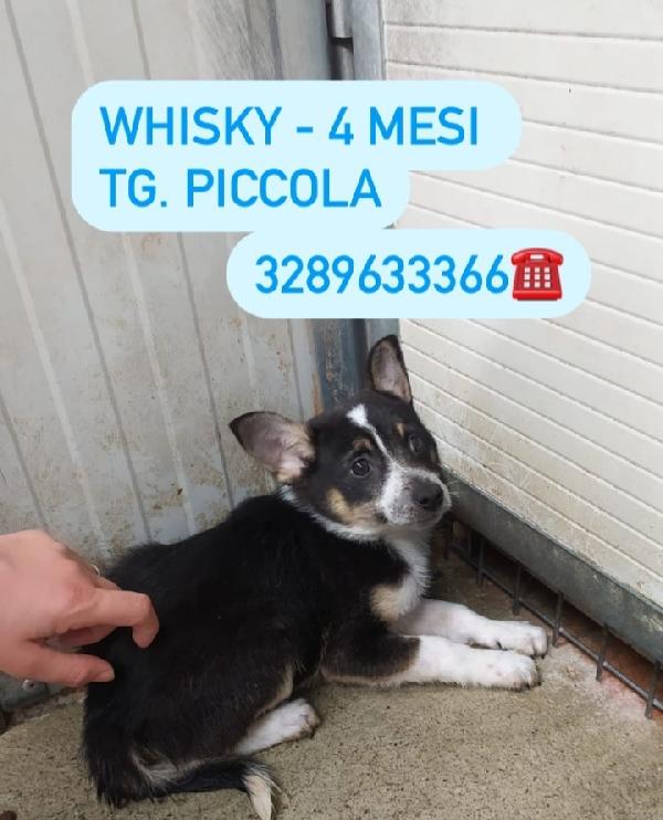 Whisky, Taglia Piccola!