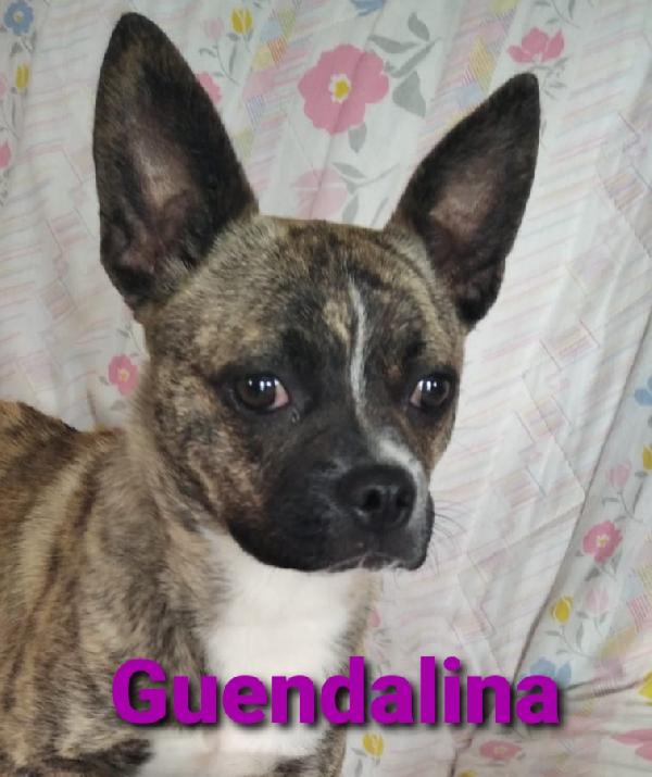 Guendalina...una Meravigliosa Cagnolina