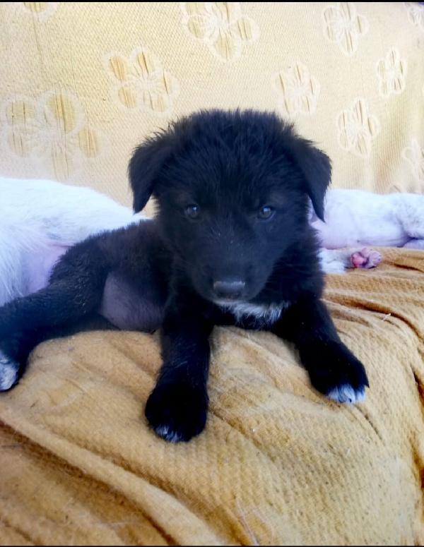 Ninfea: Bellissima 2 Mesi Taglia Media 