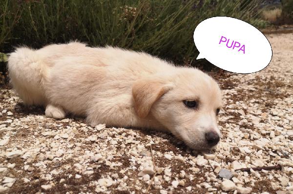 Pupa: 2 Mesi Taglia Media 