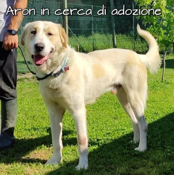 Aron Mix Asia Centrale In Adozione