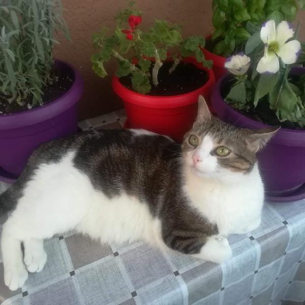 La Dolcissima Trilly Cerca Una Nuova Famiglia