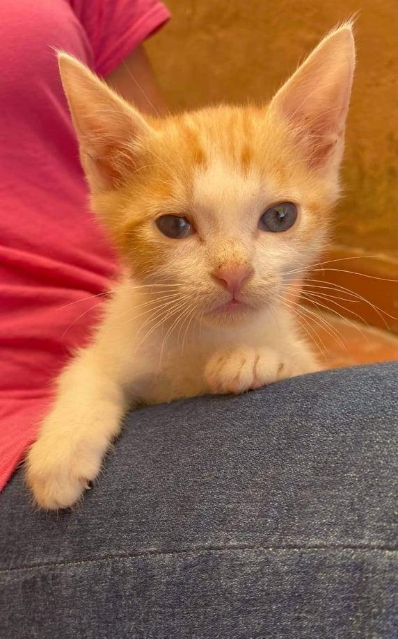 Il Piccolo Pio Cerca Casa