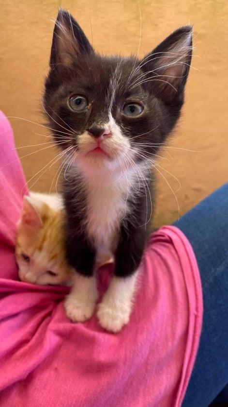 Il Piccolo Amedeo Cerca Casa