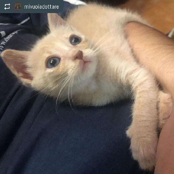 Gimmy, Adozione Sono In Sardegna!