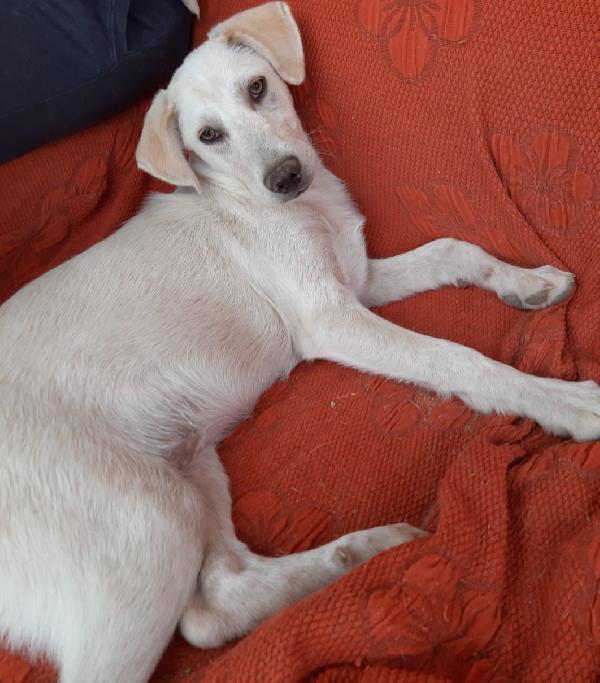 Tebe 4 mesi taglia media Foto 3