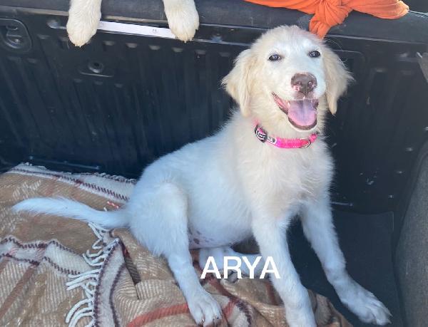 Arya Stupenda Cucciola Dolcissima 