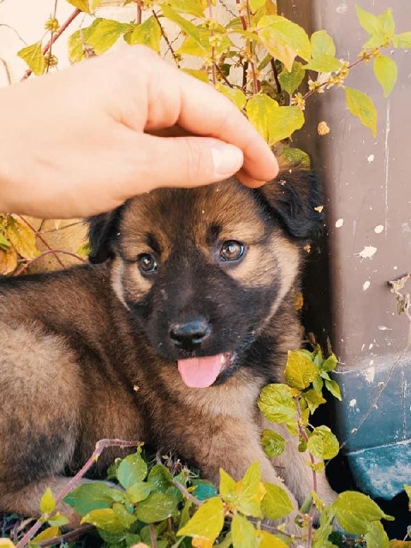 Raja Cucciola In Cerca Di Casa 