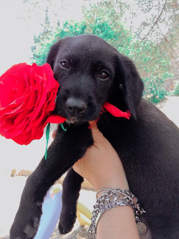 Minerva, Cucciola Taglia Grande❤️