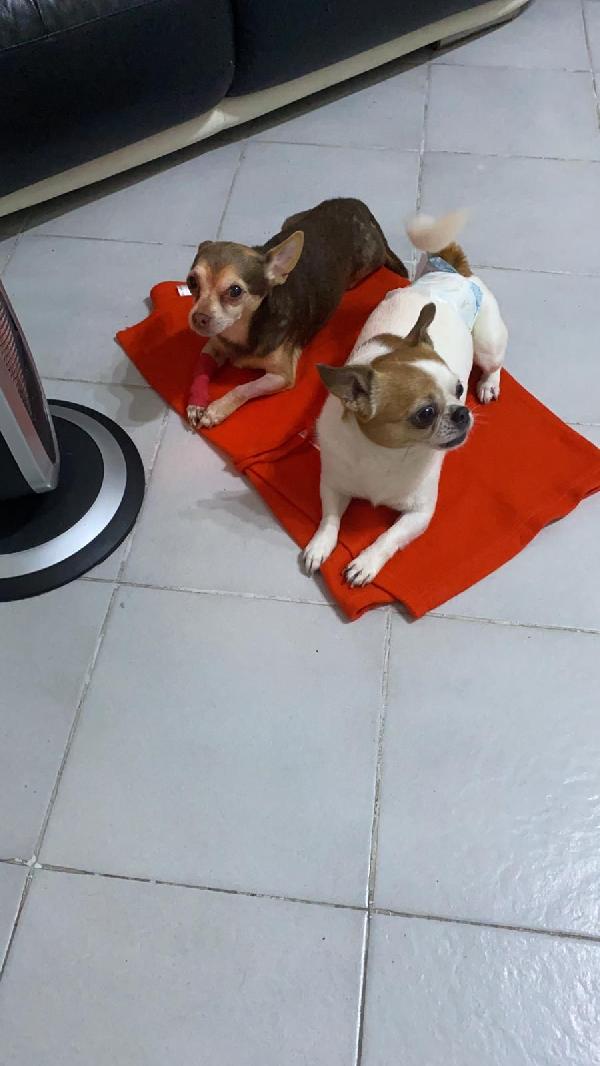 Cip E Ciop: Adozione Di Coppia. Li Cedono 