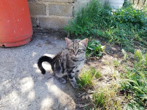 Regalo Gattine Foto 3